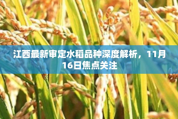 江西最新审定水稻品种深度解析,11月16日焦点关注