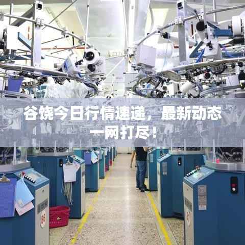 谷饶今日行情速递,最新动态一网打尽!