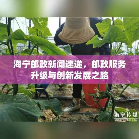 海宁邮政新闻速递,邮政服务升级与创新发展之路