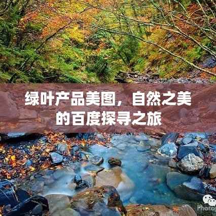 绿叶产品美图,自然之美的百度探寻之旅
