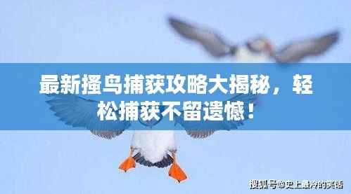 最新搔鸟捕获攻略大揭秘,轻松捕获不留遗憾!